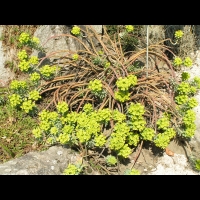 Euphorbe - Euphorbia Rigida (fam Euphorbiacees) (Europe du sud) (01)